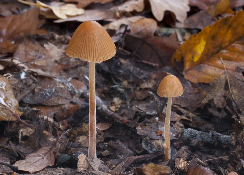 Conocybe subpubescens